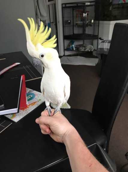 Prodám kakadu papoušci