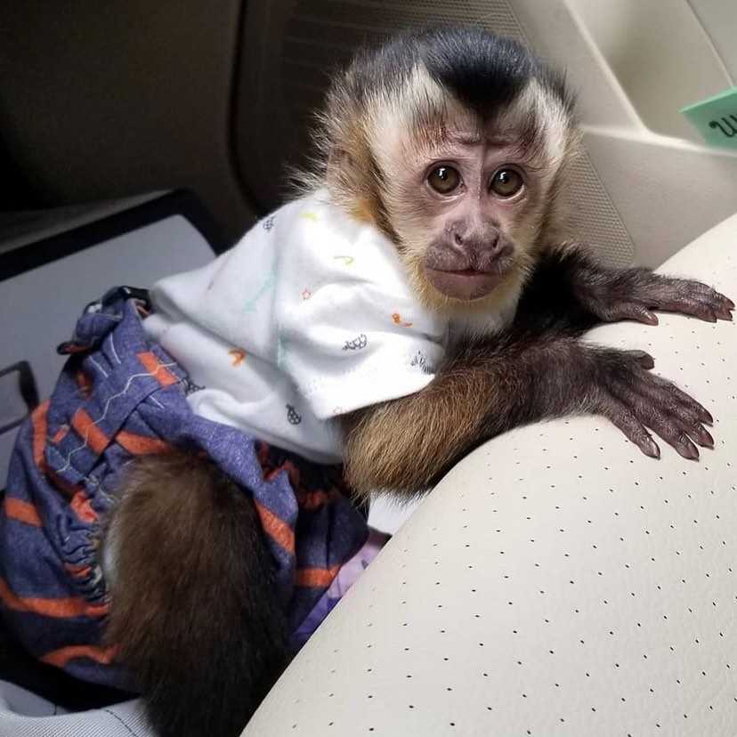 zdravé mláďata kapucínských opic na prodej..6