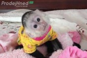 Přátelské dětské kapucínské opice na prodej,l